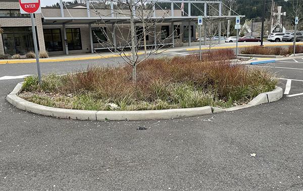 stormwater facility in the front parking lot at Sunnyside, planted with grasses and a tree