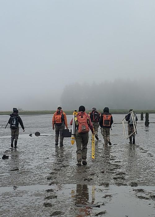 a group carries monitoring equipment through a wetland on a foggy day