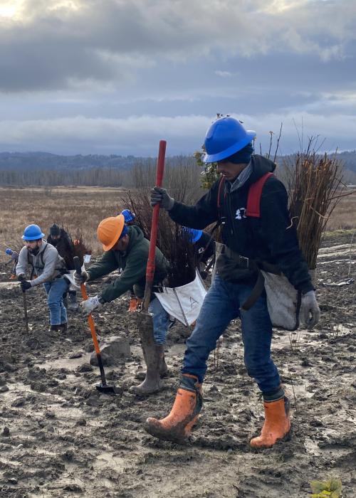 A group of men in a line plant trees in a muddy field