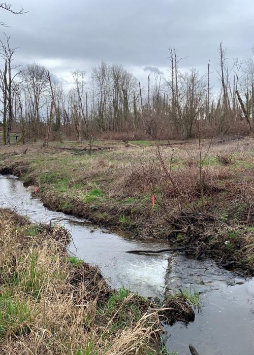 Campen Creek lacks riparian plantings